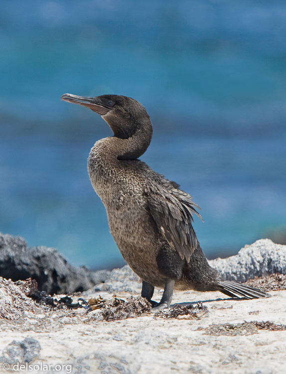 Canon EOS 40D  --  420 mm  --  EF300mm f/2.8L IS USM +1.4x  