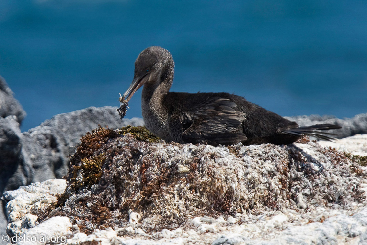 Canon EOS 40D  --  420 mm  --  EF300mm f/2.8L IS USM +1.4x  