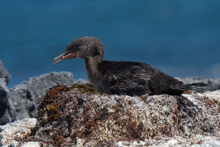 Canon EOS 40D  --  420 mm  --  EF300mm f/2.8L IS USM +1.4x  