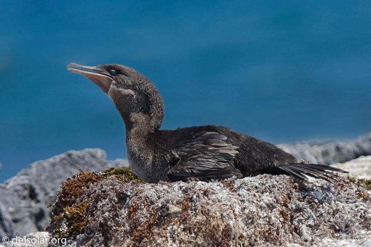 Canon EOS 40D  --  420 mm  --  EF300mm f/2.8L IS USM +1.4x  