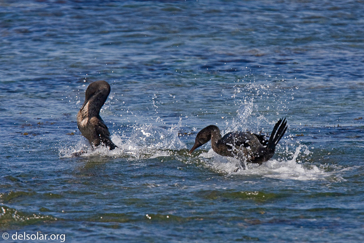 Canon EOS 40D  --  420 mm  --  EF300mm f/2.8L IS USM +1.4x  