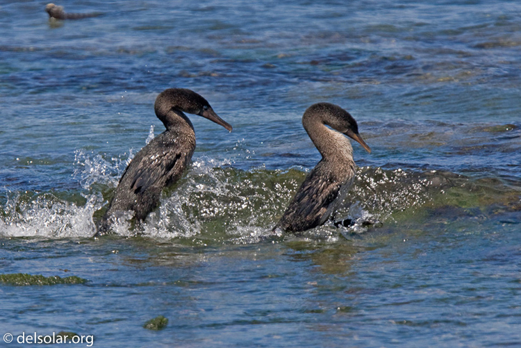 Canon EOS 40D  --  420 mm  --  EF300mm f/2.8L IS USM +1.4x  