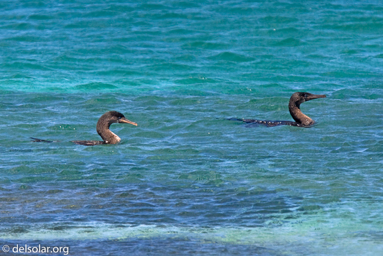 Canon EOS 40D  --  420 mm  --  EF300mm f/2.8L IS USM +1.4x  