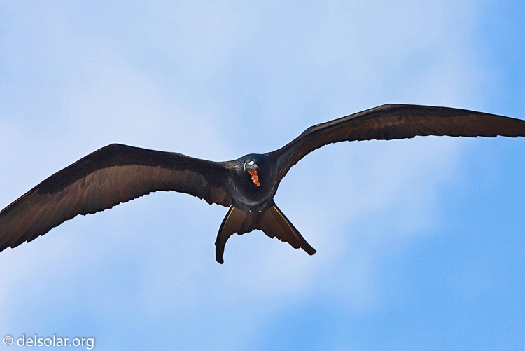 Canon EOS 40D  --  420 mm  --  EF300mm f/2.8L IS USM +1.4x  