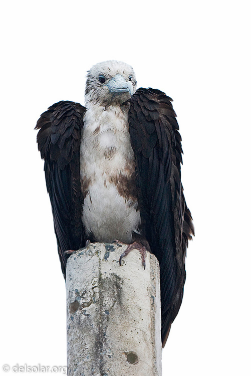 Canon EOS 40D  --  300 mm  --  EF300mm f/2.8L IS USM  