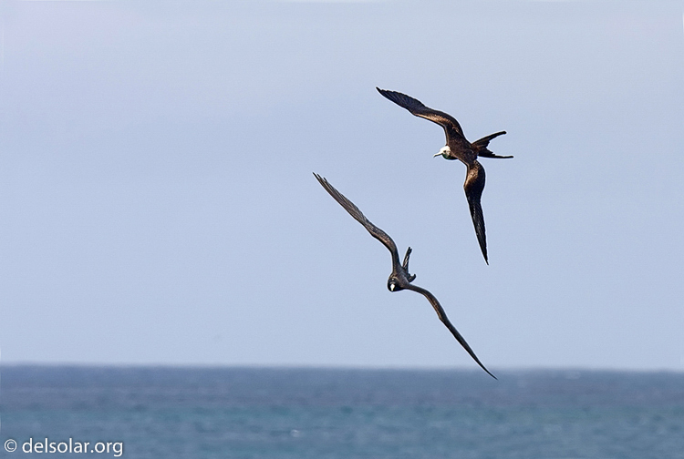 Canon EOS 40D  --  420 mm  --  EF300mm f/2.8L IS USM +1.4x  