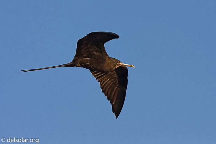 Canon EOS 40D  --  420 mm  --  EF300mm f/2.8L IS USM +1.4x  