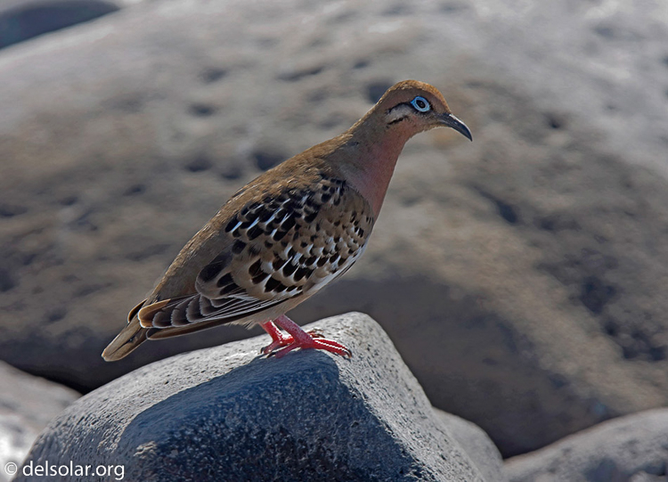 Canon EOS 40D  --  420 mm  --  EF300mm f/2.8L IS USM +1.4x  