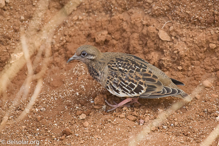 Canon EOS DIGITAL REBEL XT  --  200 mm  --  70.0-200.0 mm  