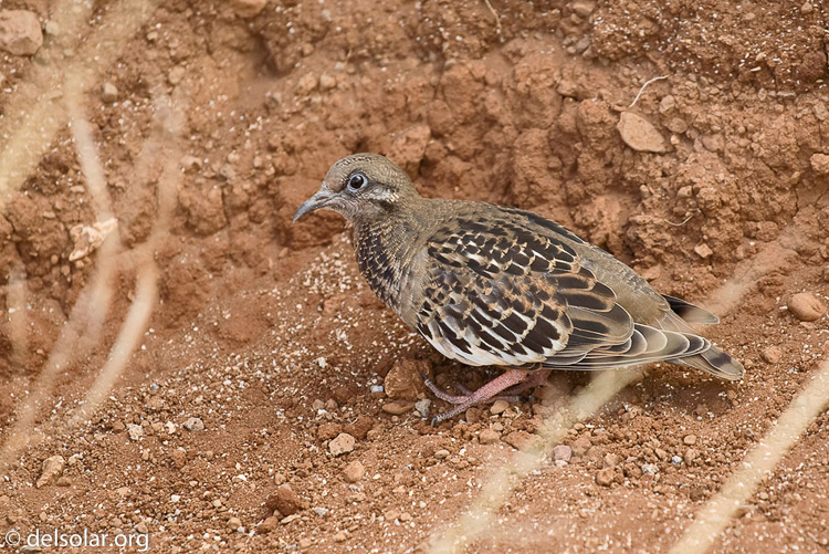 Canon EOS DIGITAL REBEL XT  --  200 mm  --  70.0-200.0 mm  