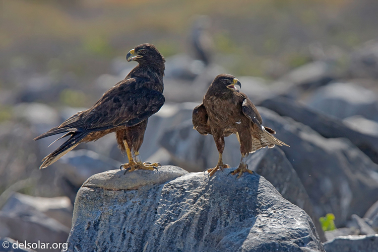 Canon EOS 40D  --  420 mm  --  EF300mm f/2.8L IS USM +1.4x  