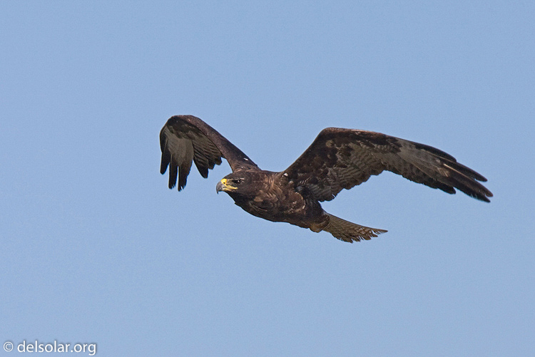 Canon EOS 40D  --  420 mm  --  EF300mm f/2.8L IS USM +1.4x  