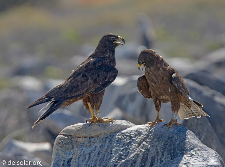 Canon EOS 40D  --  420 mm  --  EF300mm f/2.8L IS USM +1.4x  