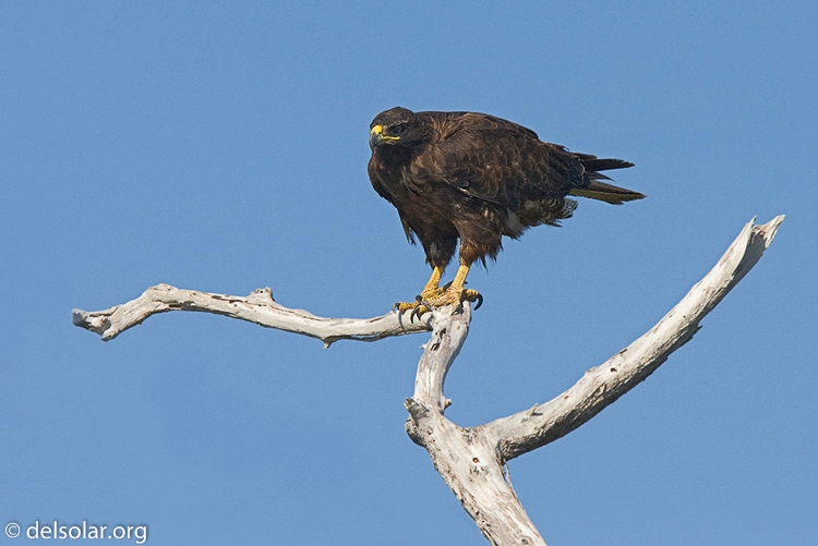 Canon EOS 40D  --  420 mm  --  EF300mm f/2.8L IS USM +1.4x  