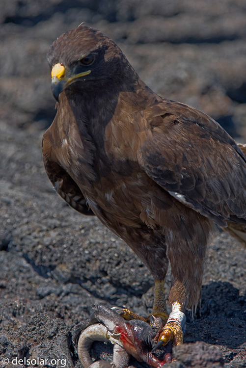 Canon EOS 40D  --  420 mm  --  EF300mm f/2.8L IS USM +1.4x  