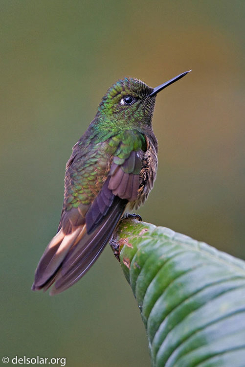 Canon EOS 40D  --  420 mm  --  EF300mm f/2.8L IS USM +1.4x  