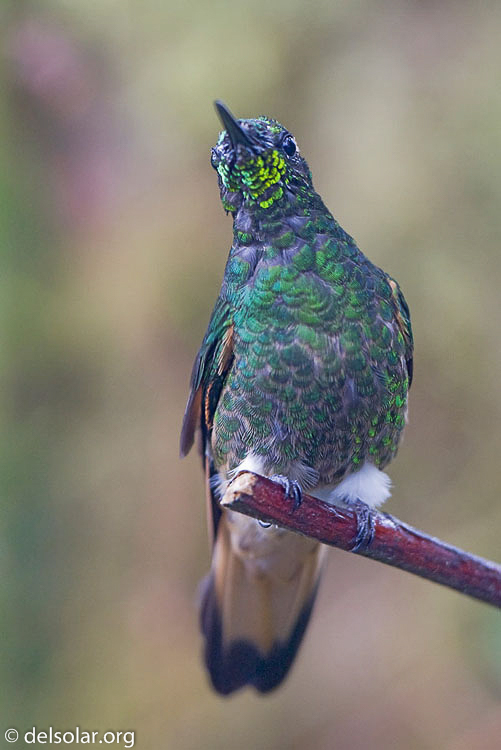 Canon EOS 40D  --  300 mm  --  EF300mm f/2.8L IS USM  