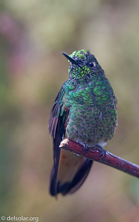 Canon EOS 40D  --  300 mm  --  EF300mm f/2.8L IS USM  