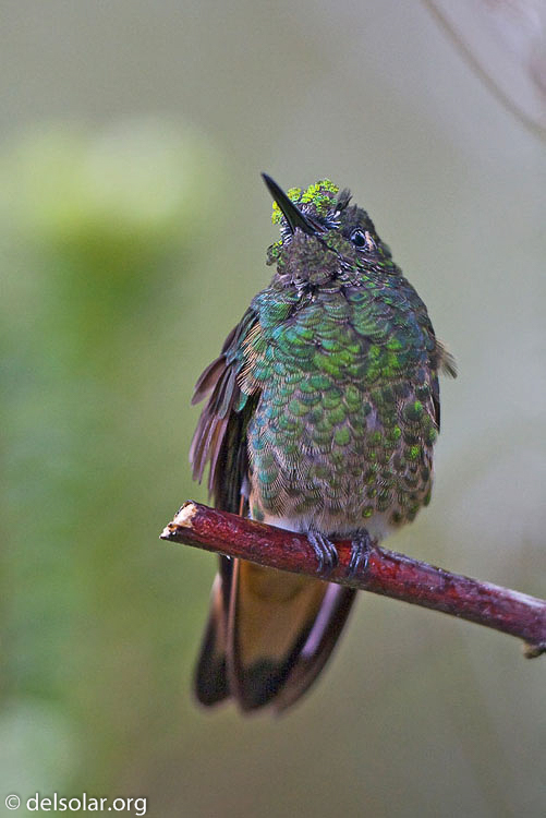 Canon EOS 40D  --  300 mm  --  EF300mm f/2.8L IS USM  