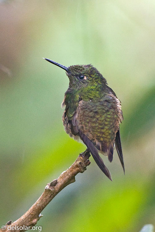 Canon EOS 40D  --  300 mm  --  EF300mm f/2.8L IS USM  