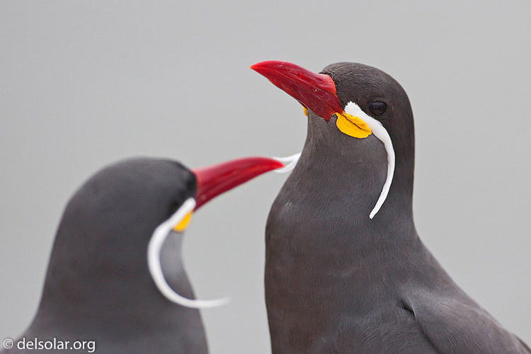 Canon EOS 5D Mark II  --  500 mm  --  EF500mm f/4L IS USM  