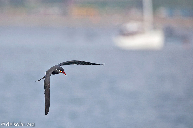 Canon EOS 5D Mark II  --  500 mm  --  EF500mm f/4L IS USM  