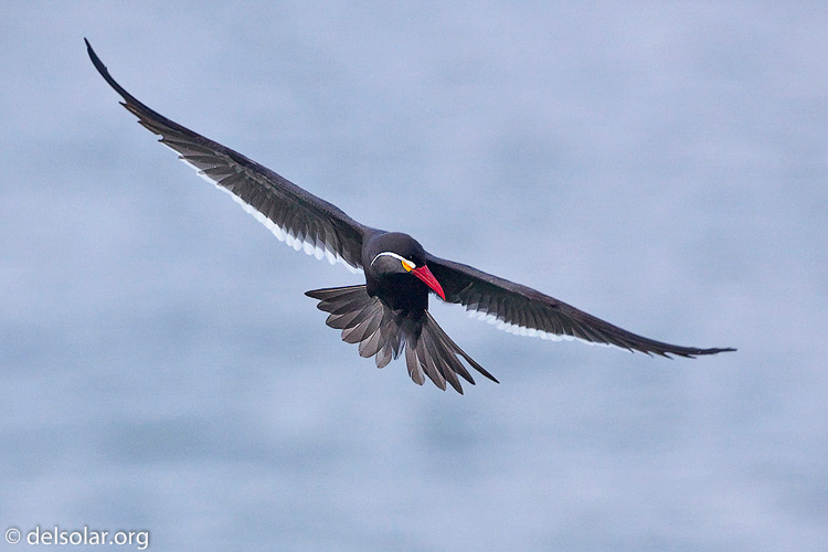 Canon EOS 5D Mark II  --  500 mm  --  EF500mm f/4L IS USM  