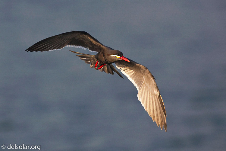 Canon EOS 5D Mark II  --  500 mm  --  EF500mm f/4L IS USM  