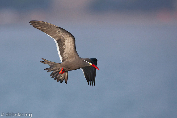 Canon EOS 5D Mark II  --  500 mm  --  EF500mm f/4L IS USM  