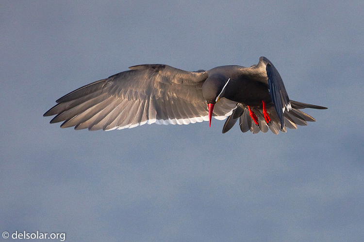 Canon EOS 5D Mark II  --  500 mm  --  EF500mm f/4L IS USM  