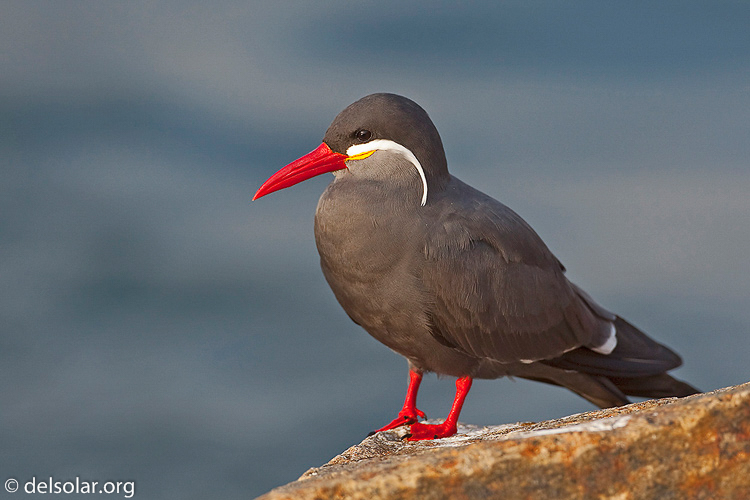 Canon EOS 5D Mark II  --  500 mm  --  EF500mm f/4L IS USM  