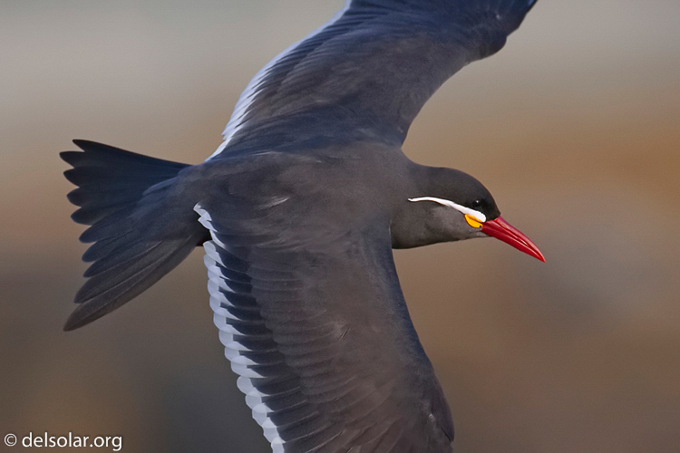 Canon EOS 5D Mark II  --  500 mm  --  EF500mm f/4L IS USM  