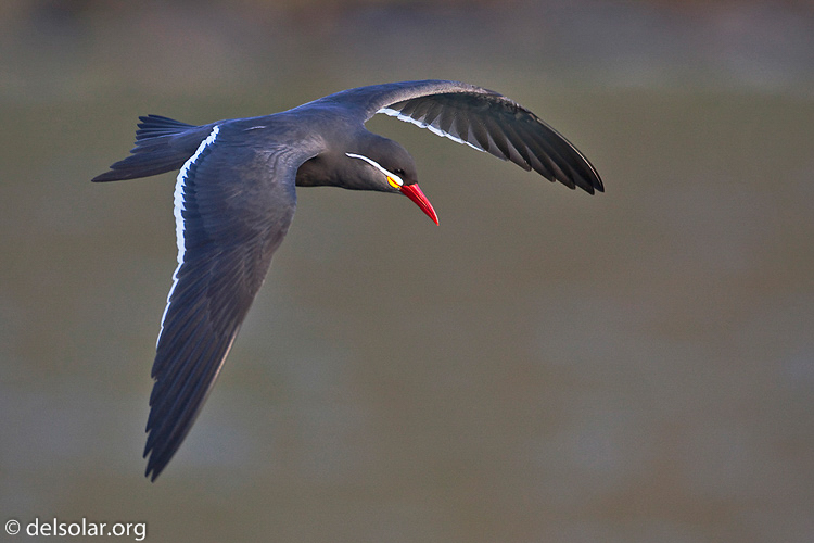 Canon EOS 5D Mark II  --  500 mm  --  EF500mm f/4L IS USM  