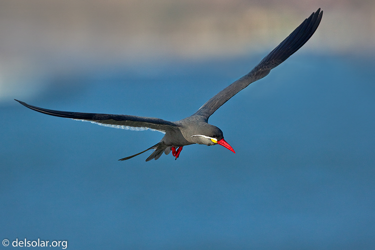 Canon EOS 5D Mark II  --  500 mm  --  EF500mm f/4L IS USM  