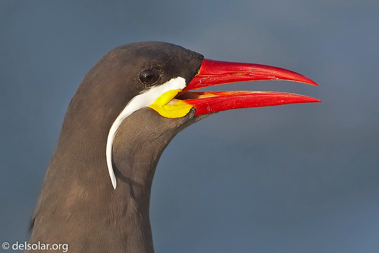   --    --  EF500mm f/4L IS USM  