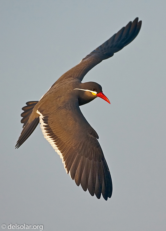   --    --  EF500mm f/4L IS USM  