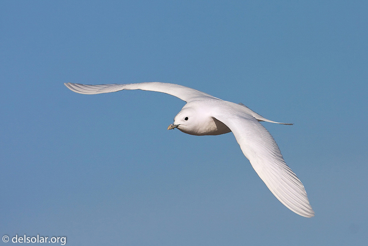 Canon EOS 40D  --  700 mm  --  EF500mm f/4L IS USM +1.4x  