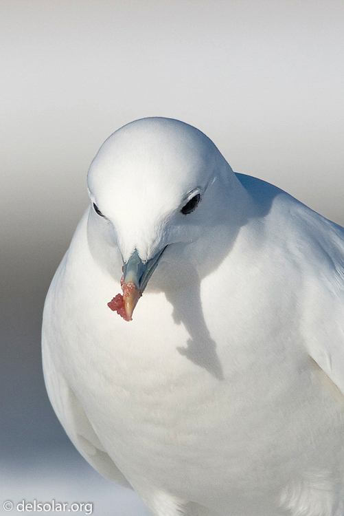 Canon EOS 40D  --  700 mm  --  EF500mm f/4L IS USM +1.4x  