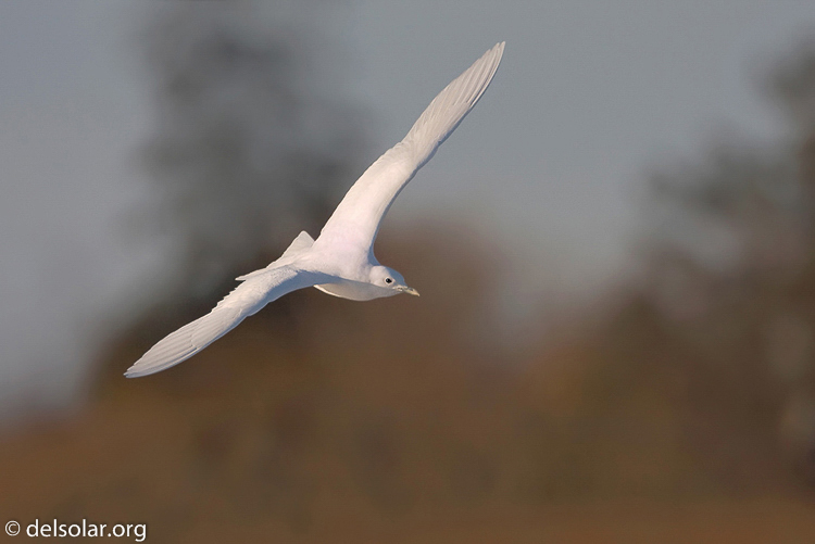 Canon EOS 40D  --  700 mm  --  EF500mm f/4L IS USM +1.4x  