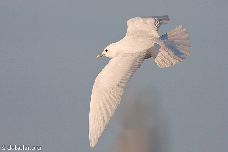 Canon EOS 40D  --  700 mm  --  EF500mm f/4L IS USM +1.4x  