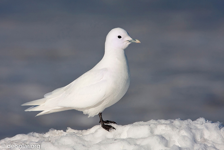 Canon EOS 40D  --  700 mm  --  EF500mm f/4L IS USM +1.4x  