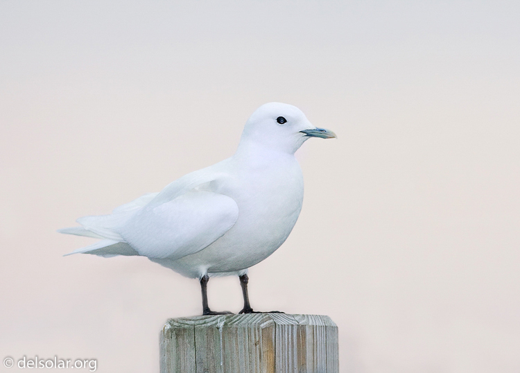 Canon EOS 40D  --  500 mm  --  EF500mm f/4L IS USM  