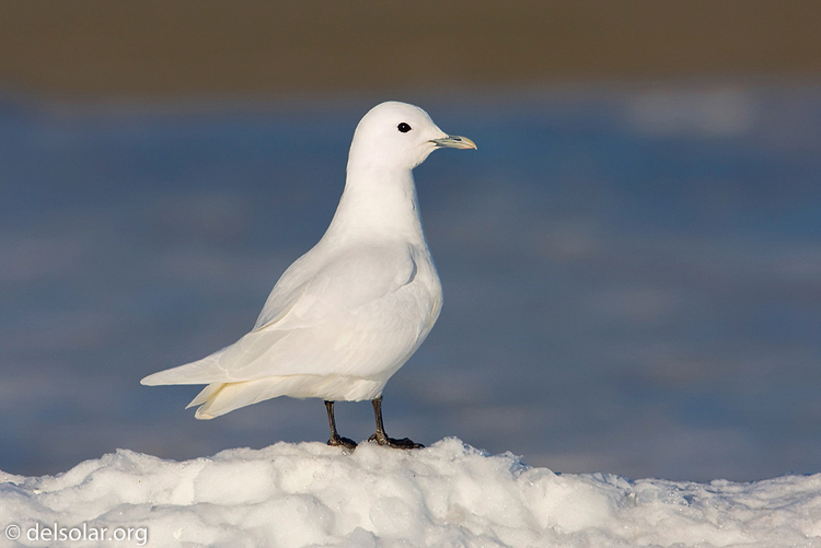 Canon EOS 40D  --  700 mm  --  EF500mm f/4L IS USM +1.4x  