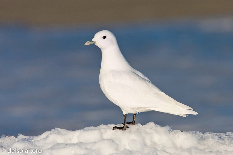 Canon EOS 40D  --  700 mm  --  EF500mm f/4L IS USM +1.4x  