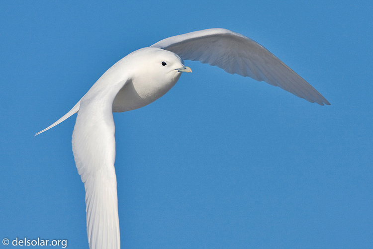 Canon EOS 40D  --  700 mm  --  EF500mm f/4L IS USM +1.4x  