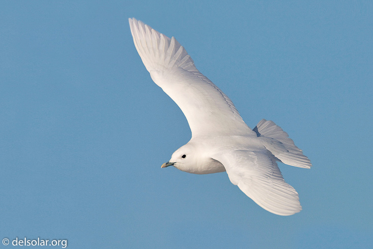 Canon EOS 40D  --  700 mm  --  EF500mm f/4L IS USM +1.4x  