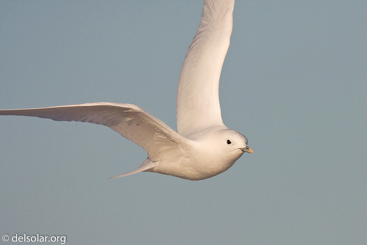 Canon EOS 40D  --  700 mm  --  EF500mm f/4L IS USM +1.4x  