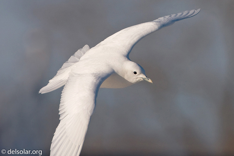 Canon EOS 40D  --  700 mm  --  EF500mm f/4L IS USM +1.4x  