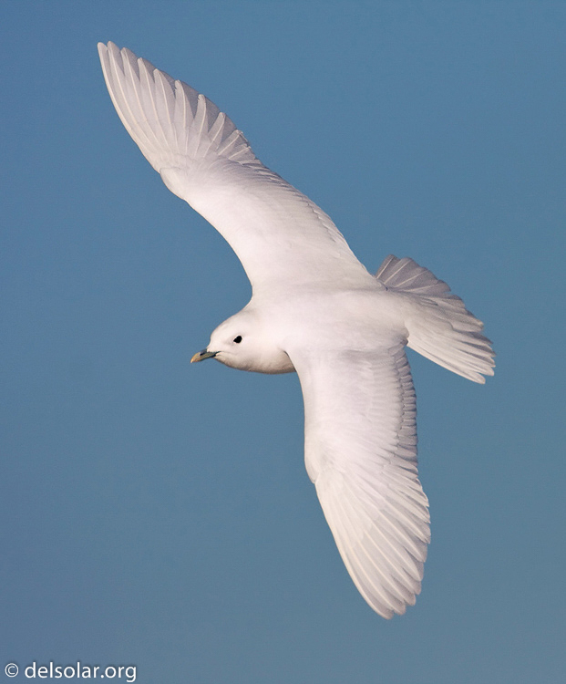 Canon EOS 40D  --  700 mm  --  EF500mm f/4L IS USM +1.4x  