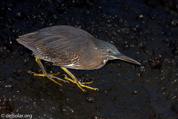 Canon EOS 40D  --  300 mm  --  EF300mm f/2.8L IS USM  